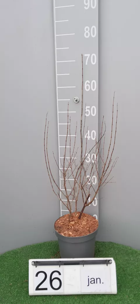 Symphoricarpos albus 'White Hedge'