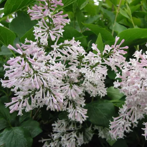 Syringa patula 'Miss Kim'