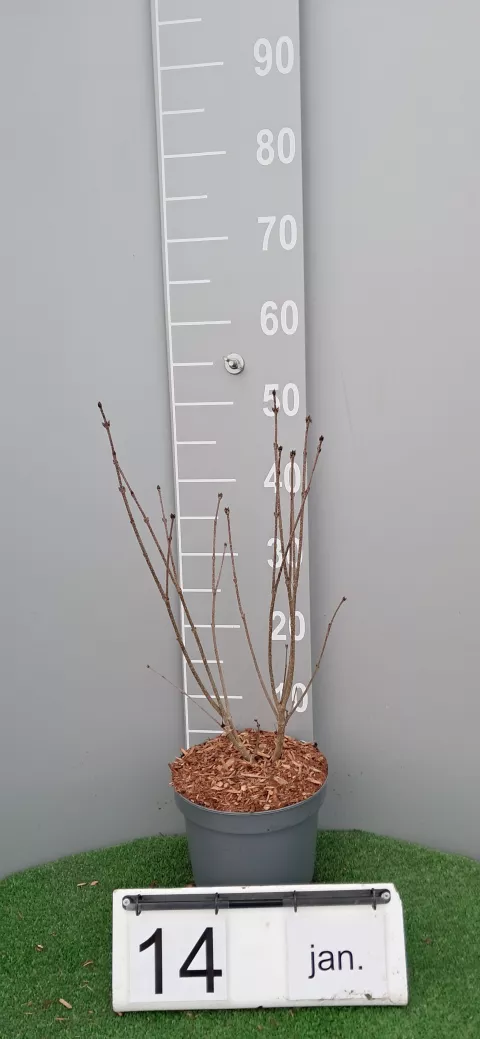 Syringa patula 'Miss Kim'