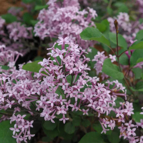 Syringa 'Red Pixie'