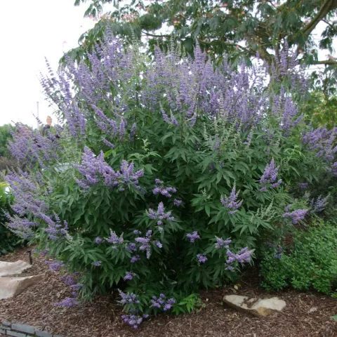 Vitex agnus-castus latifolia