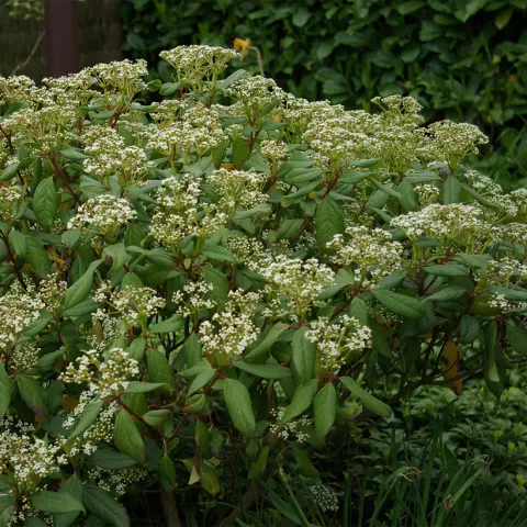 Viburnum globosum 'Jermyns Globe'