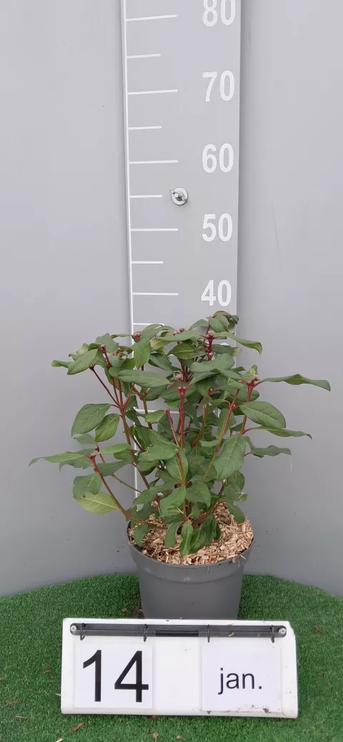 Viburnum globosum 'Jermyns Globe'