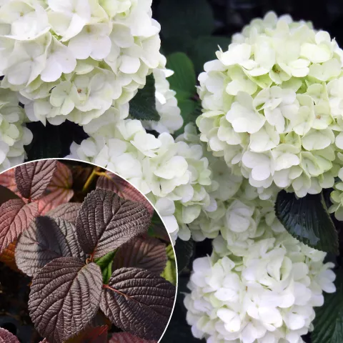 Viburnum plicatum 'Opening Day' ®