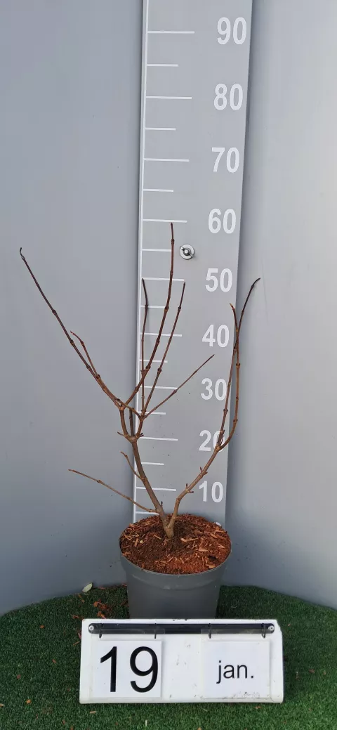 Viburnum plicatum 'Opening Day' ®