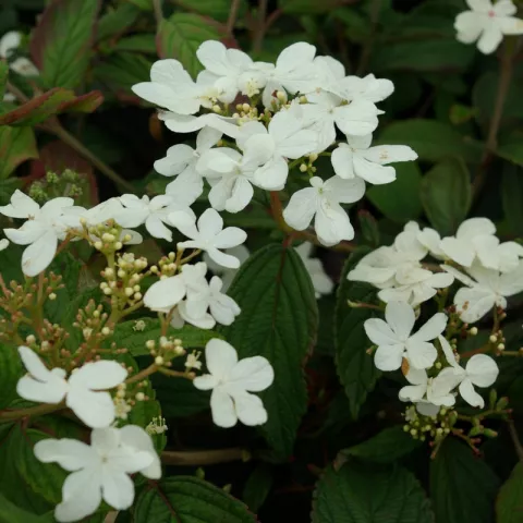 Viburnum plicatum 'Summer Snowflake'