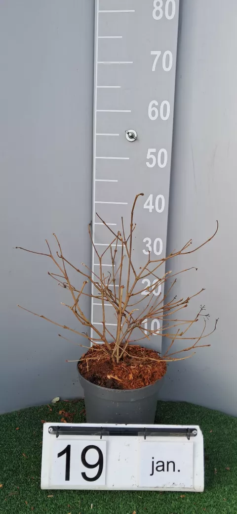 Viburnum plicatum 'Summer Snowflake'