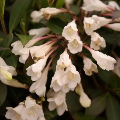 Weigela BLACK AND WHITE ® 'Courtacad01'