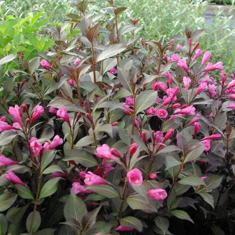Weigela flor. 'Alexandra' ®