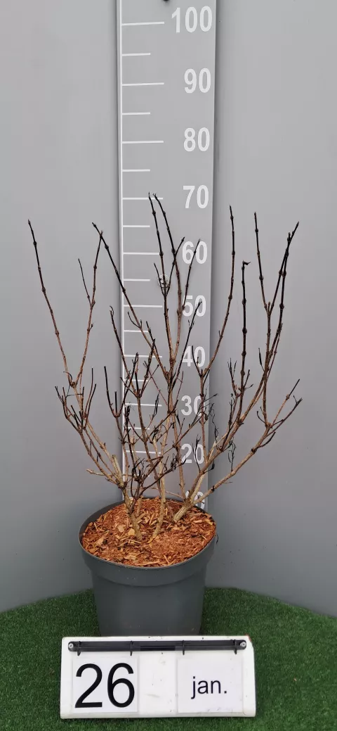 Weigela flor. 'Alexandra' ®