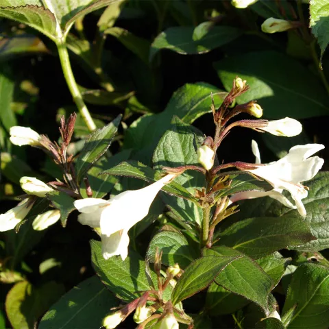 Weigela florida 'Ebony and Ivory' ®