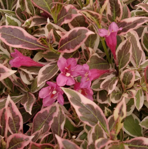 Weigela flor. MONET ® 'Verweig'