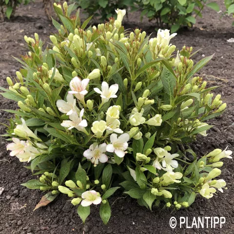 Weigela flor. 'Picobella Bianco' ®