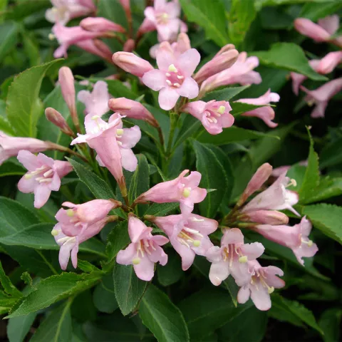 Weigela florida PINK POPPET® 'Plangen'