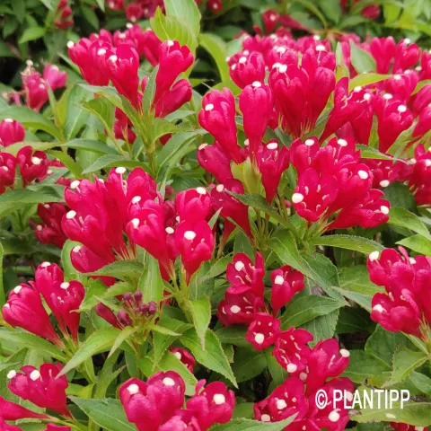Weigela flor. 'Picobella Rosso' ®