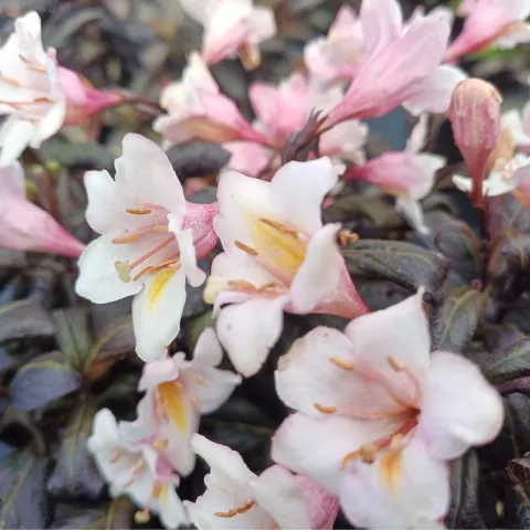 Weigela florida VINTAGE LOVE (PBR)