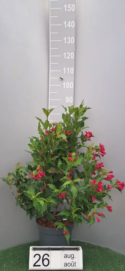 Weigela 'Red Prince'
