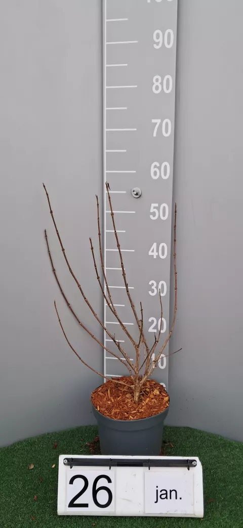 Weigela 'Red Prince'