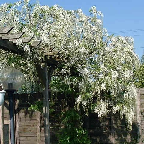 Wisteria floribunda 'Alba'