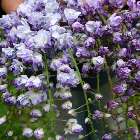 Wisteria floribunda 'Black Dragon'
