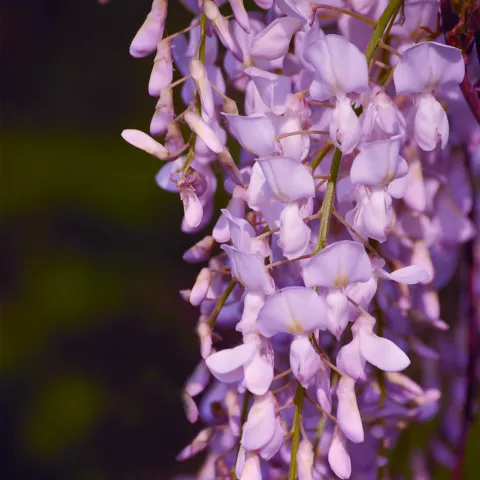 Wisteria floribunda 'Rosea'