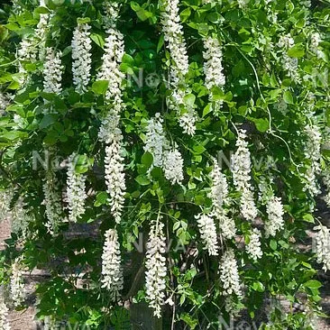Wisteria macrostachya 'Clara Mack'
