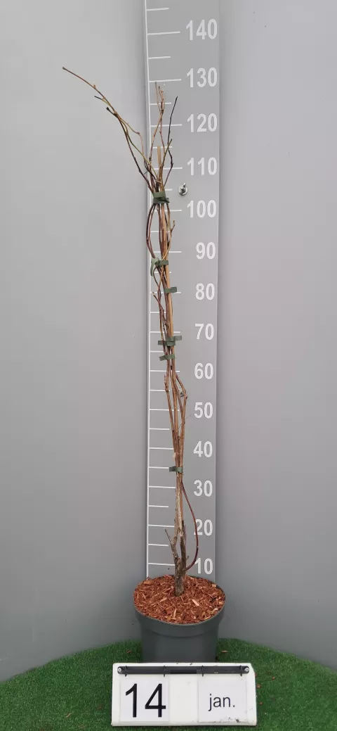 Wisteria macrostachya 'Clara Mack'