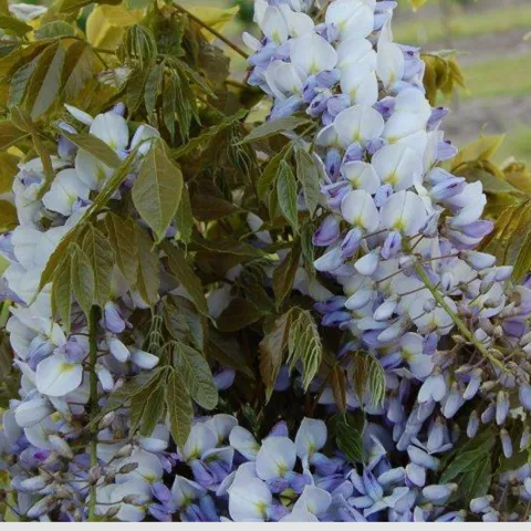 Wisteria sinensis 'Caroline'