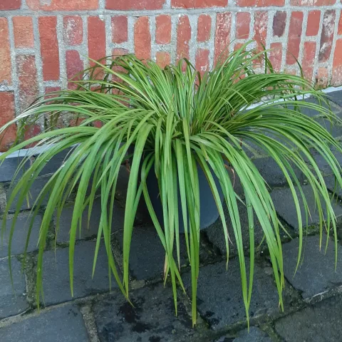 Acorus gramineaus 'Licorice'