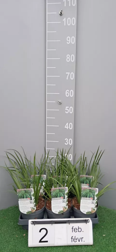 Acorus gramineaus 'Licorice'