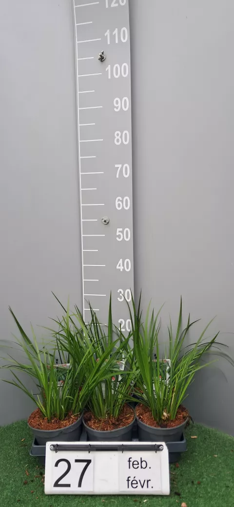 Acorus gramineaus 'Licorice'