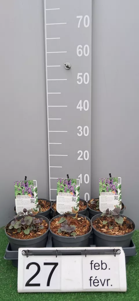 Agastache foeniculum