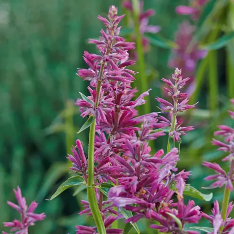 Agastache mexicana