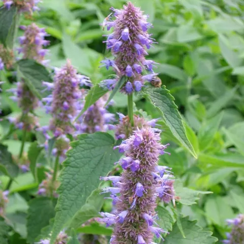 Agastache rugosa