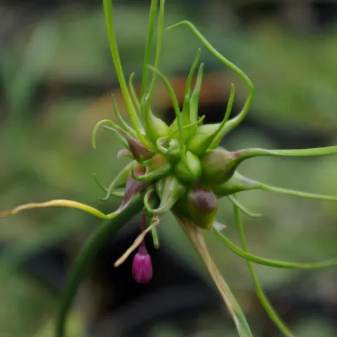 Allium carinatum
