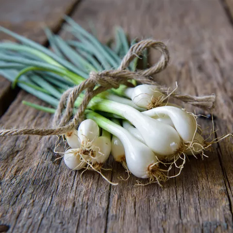Allium fistulosum var. bulbifera