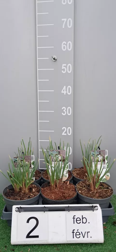 Allium fistulosum var. bulbifera