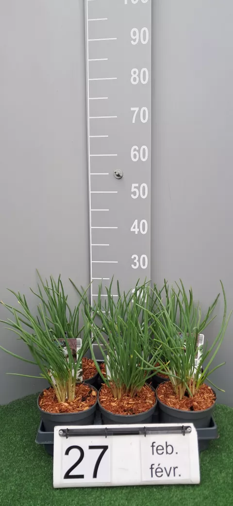 Allium fistulosum var. bulbifera