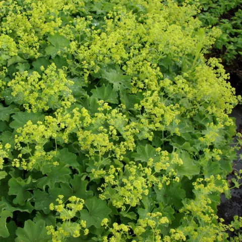 Alchemilla mollis