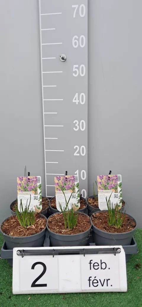 Allium schoenoprasum