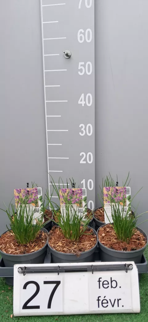 Allium schoenoprasum