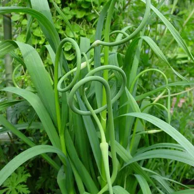 Allium sativum var. ophioscorodon