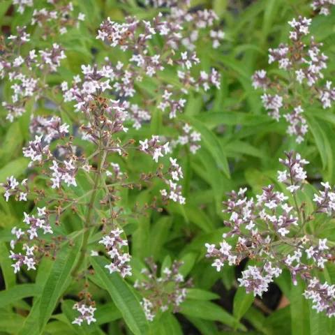 Aloysia triphylla
