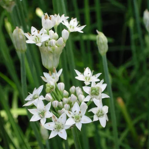 Allium tuberosum