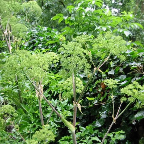 Angelica archangelica