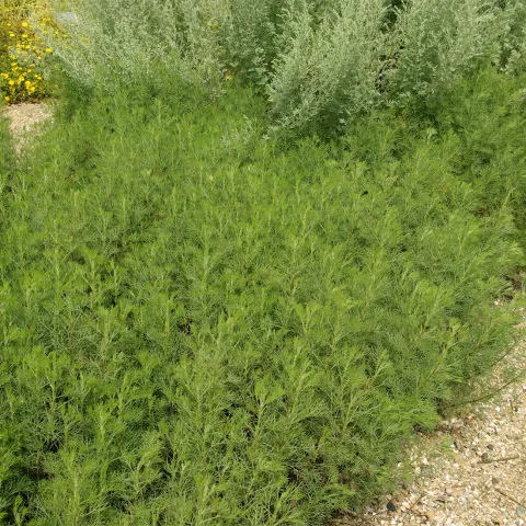 Artemisia abrotanum
