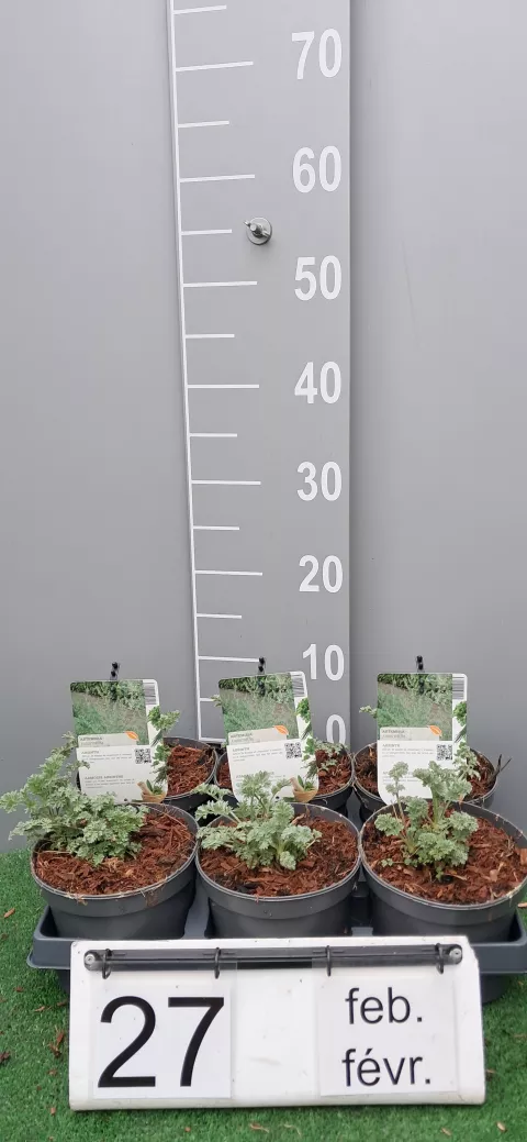 Artemisia absinthium