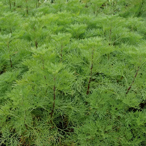 Artemisia abrotanum 'Cola