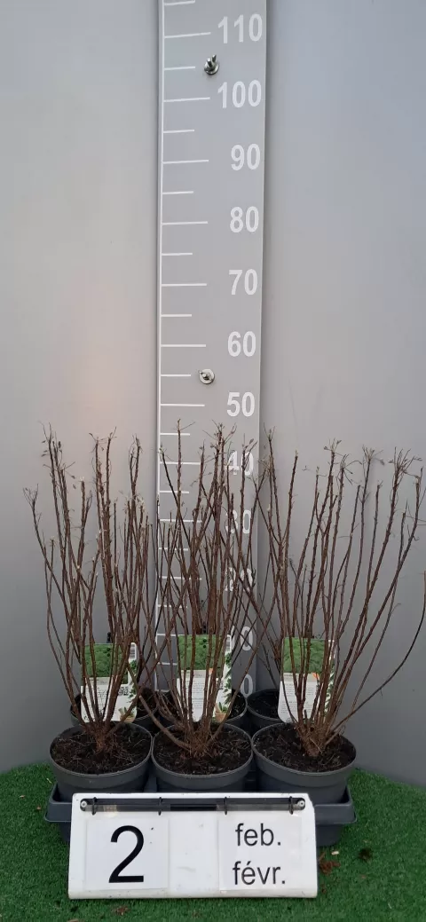 Artemisia abrotanum 'Cola