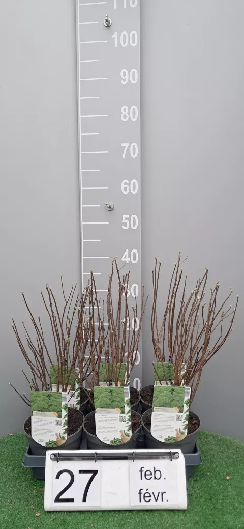 Artemisia abrotanum 'Cola